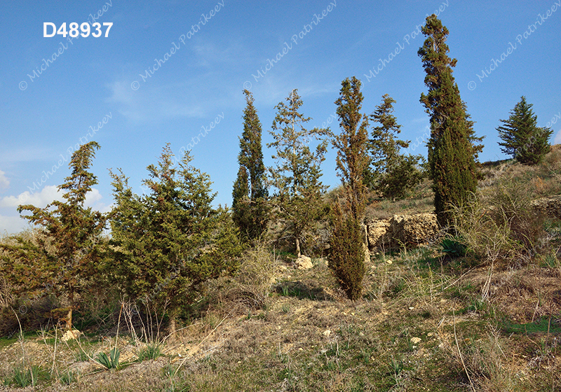 Cypress scrub